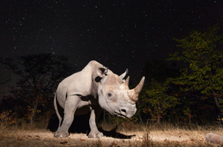 Illustration for article titled Nature's Candids: The Best Wildlife Camera-Trap Photography Of 2014